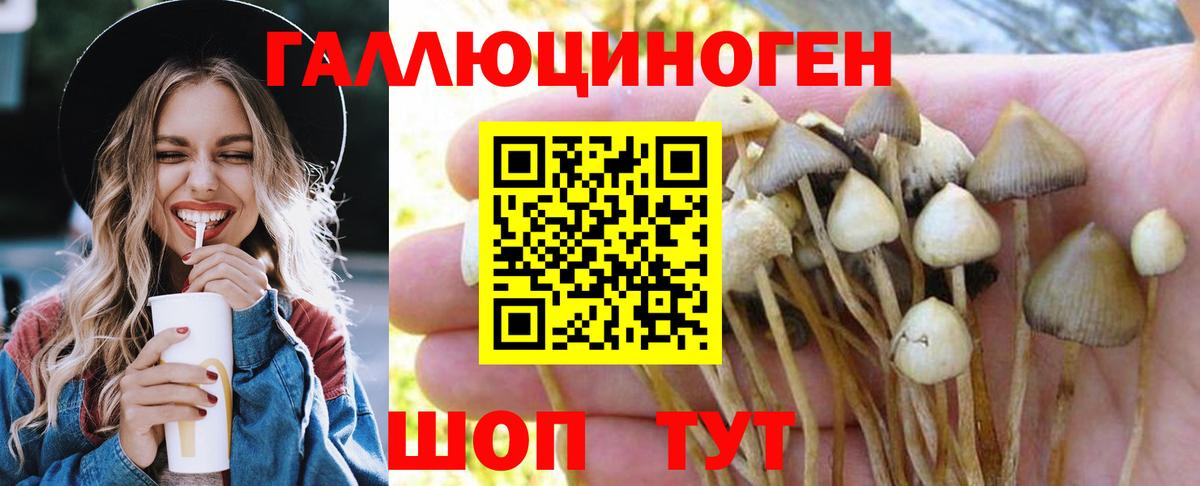 Белореченск  Псилоцибиновые грибы прущие грибы  Вход с VPN  Псилоцибиновые грибы Psilocybine cubensis 
